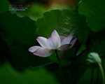 DSC_3141_copy