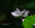 DSC_3301_copy