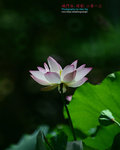DSC_3307_revised