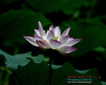 DSC_3310_revised