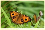 美眼蛺蝶 DSC05458