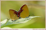 斜斑彩灰蝶 交配 DSC06310