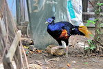 110120224Nc 雉 Crested Fireback