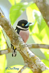 140418134Nc Black & Yellow Broadbill 黑黄闊咀鳥