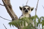 _K3A0614r (1) Ring-tailed Lemur（環尾狐猴）