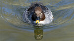 _DSC4160-Enhanced-dng_DxO_DeepPRIME-2