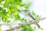 _DSC6750-ARW_DxO_DeepPRIME