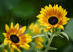 DSC_1187.jpg a