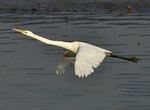 DSC_9061