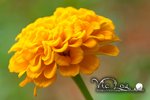 VIC_1310